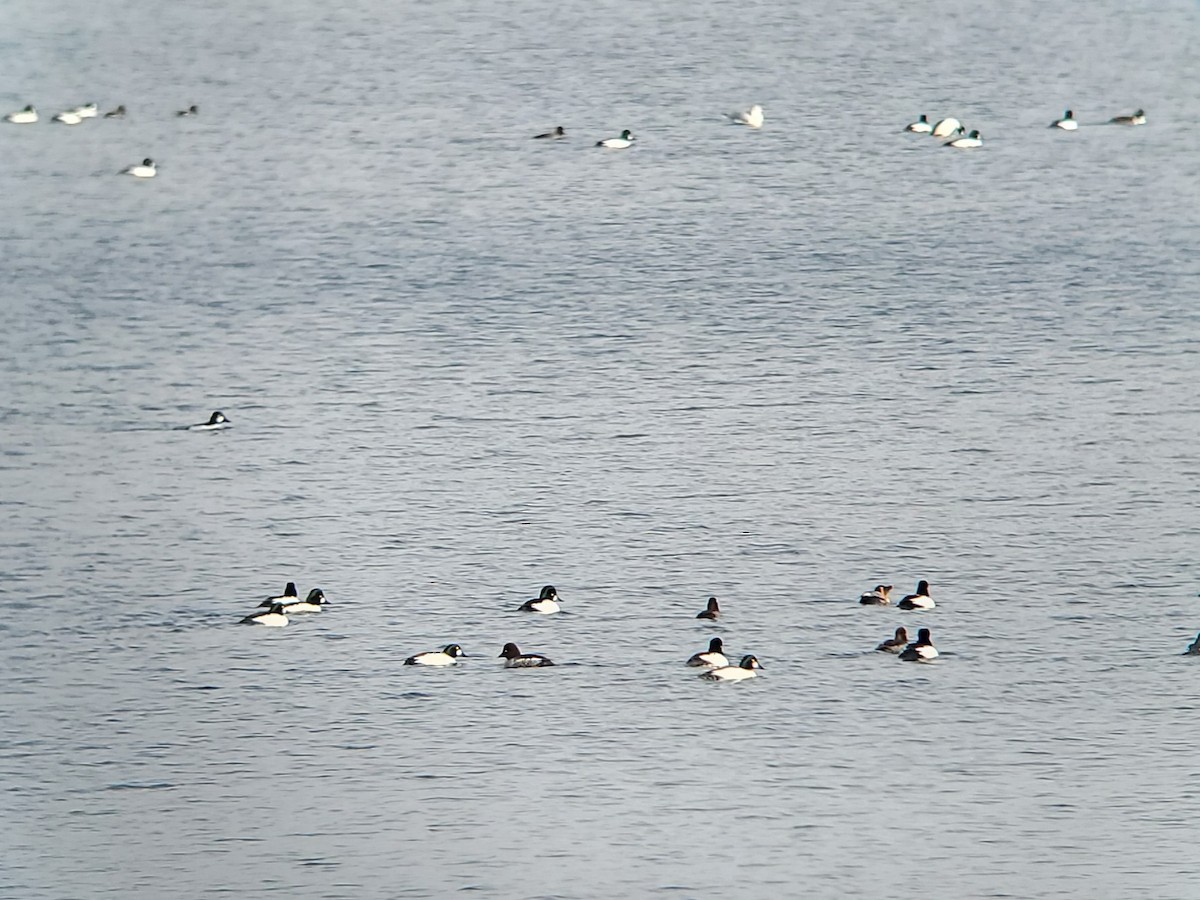 Schellente - ML646840867