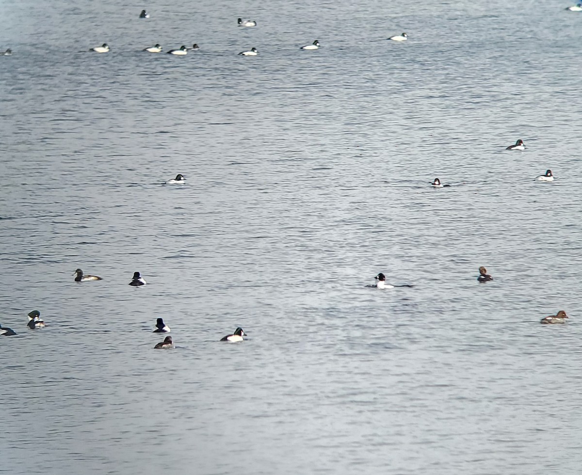 Schellente - ML646840868