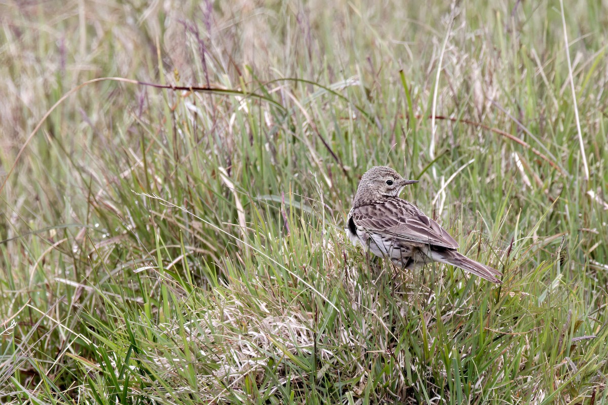 Луговой конёк - ML646840869