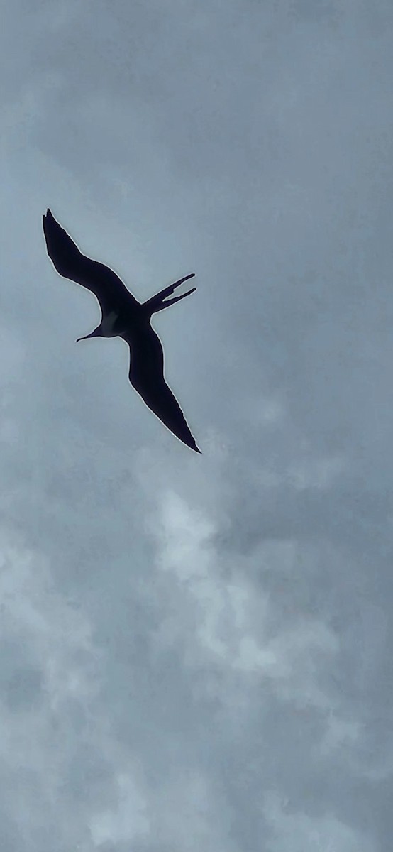 Magnificent Frigatebird - ML646840871