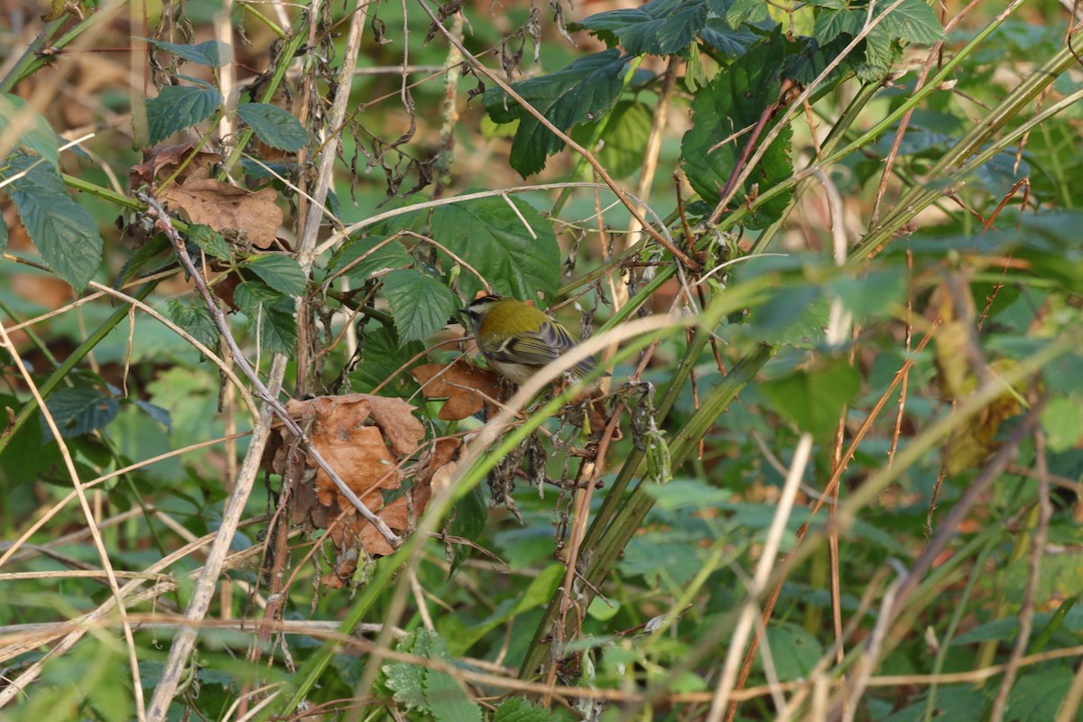 Красноголовый королёк - ML646840872