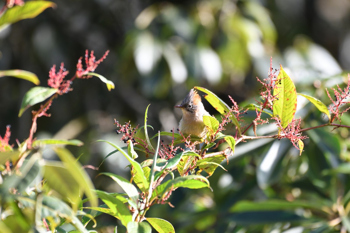 rustnakkeyuhina - ML646840875