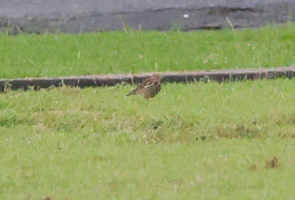 Pipit à gorge rousse - ML646840887