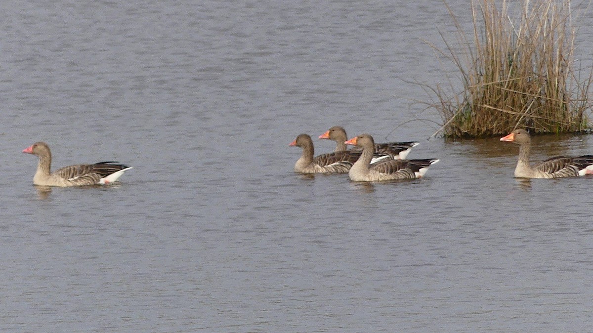 Oie cendrée - ML646840889