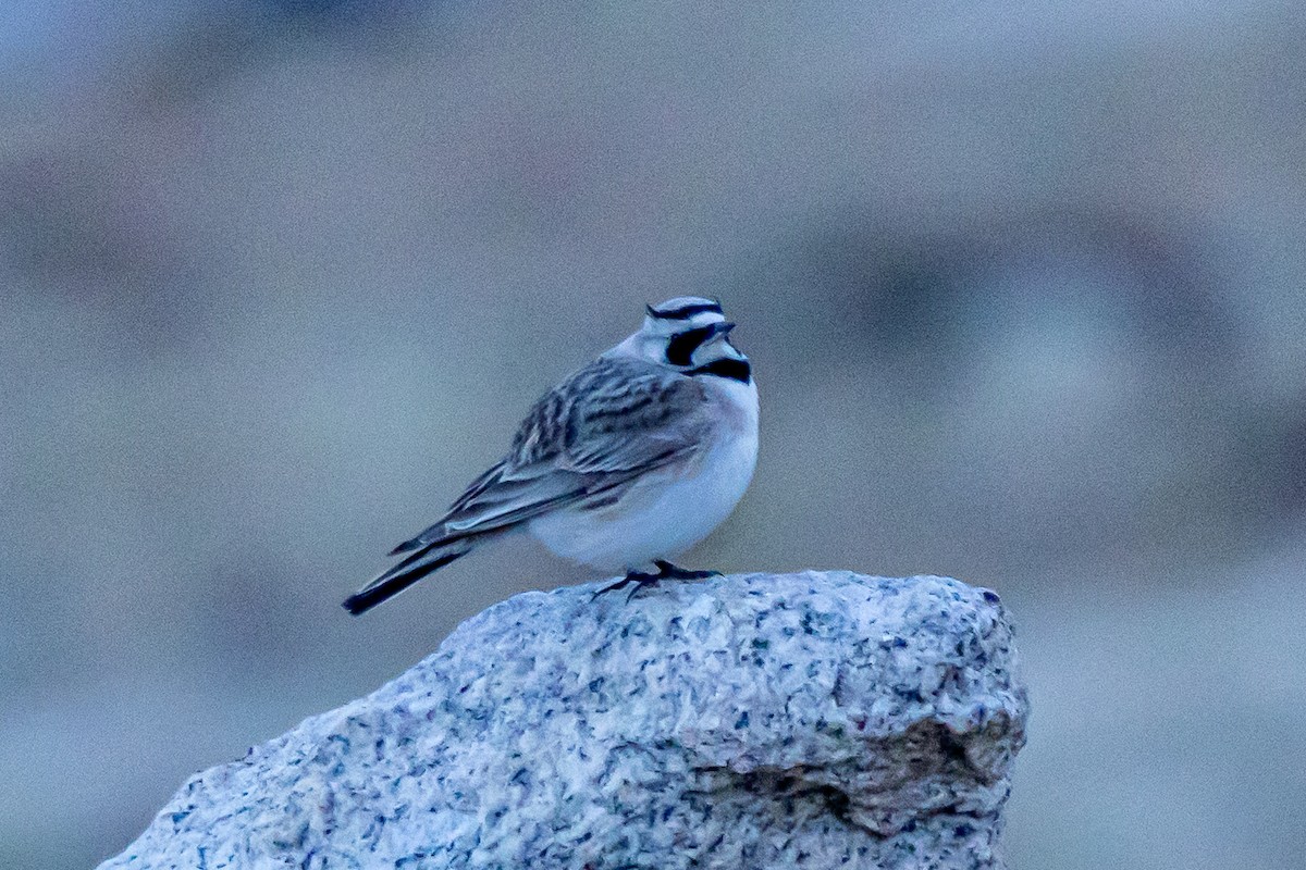Horned Lark - ML646840893