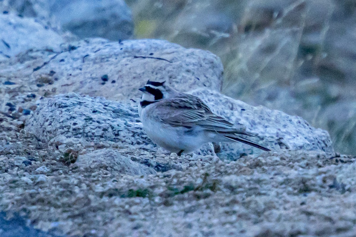 Horned Lark - ML646840894