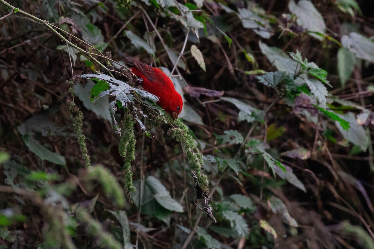 hýl šarlatový - ML646840903