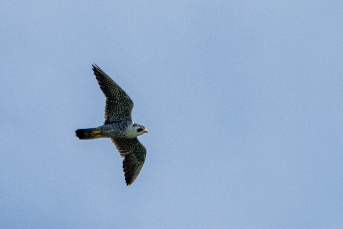 Peregrine Falcon - ML646840906