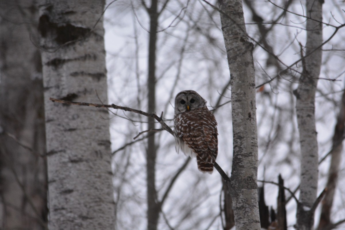 Barred Owl - ML646840907
