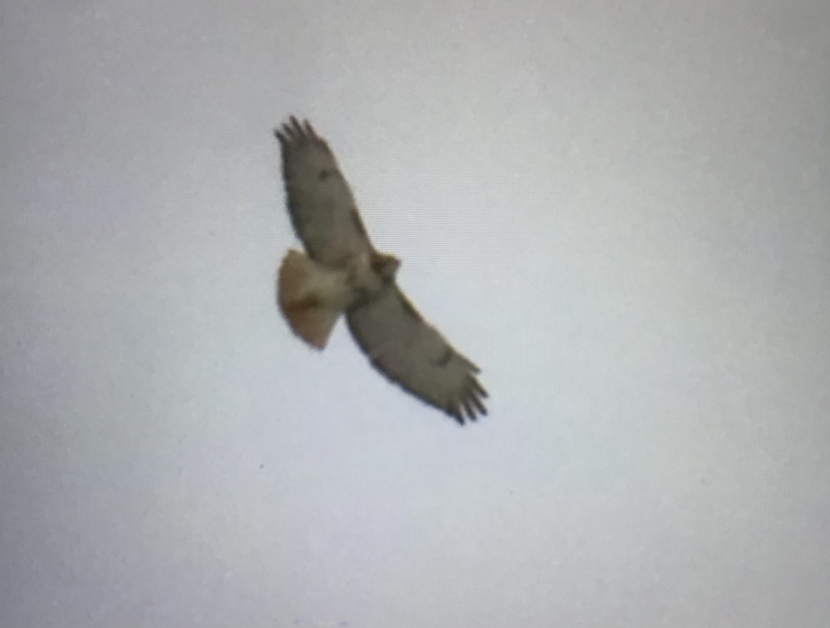 Red-tailed Hawk - ML646840908