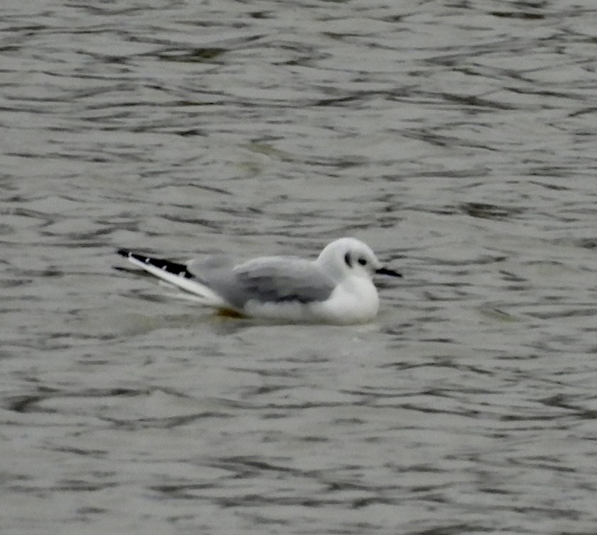 Bonaparte's Gull - ML646840909
