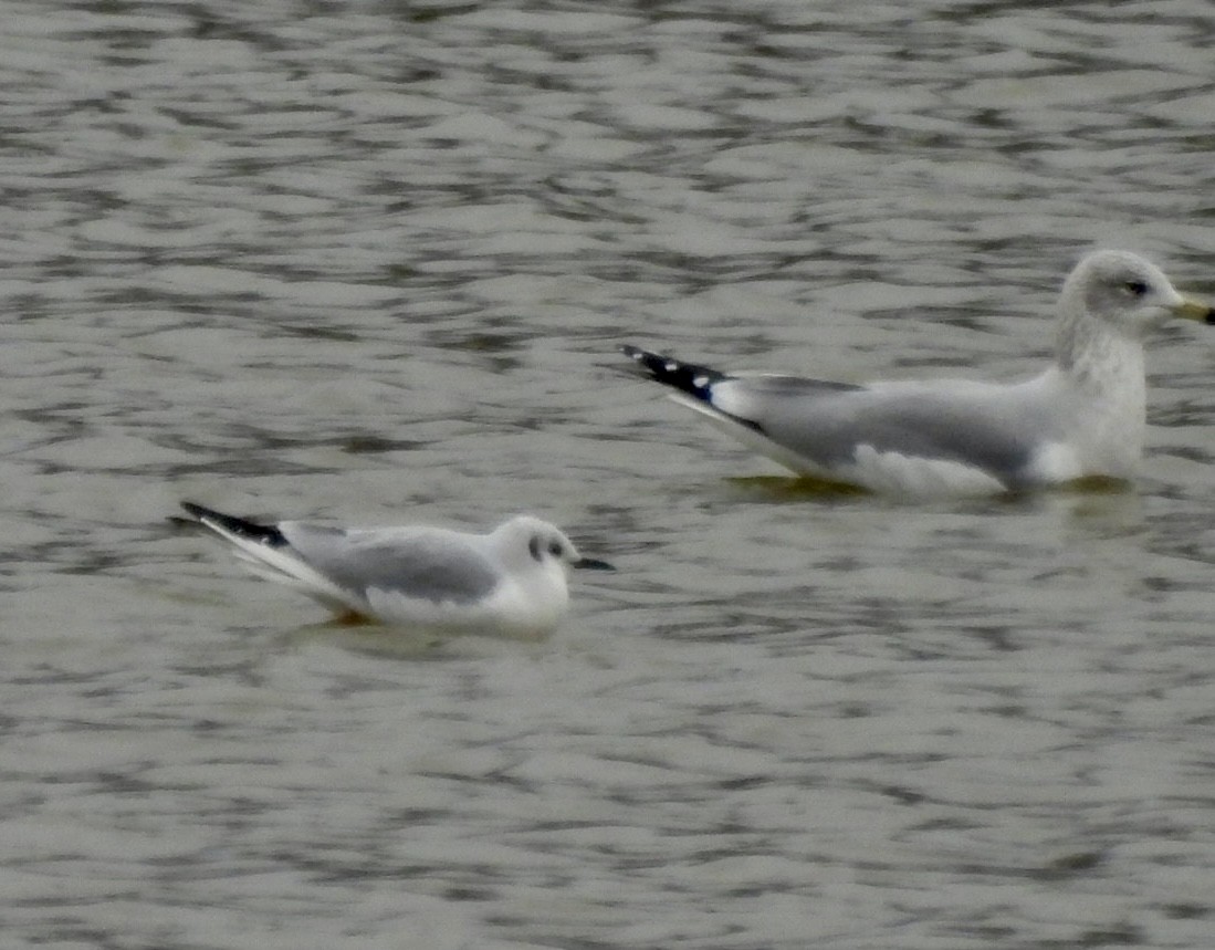 Bonaparte's Gull - ML646840910