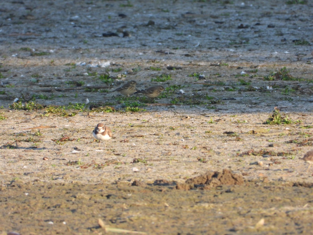 American Pipit - ML646840911