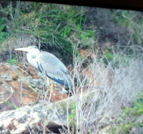 Graureiher - ML646840912