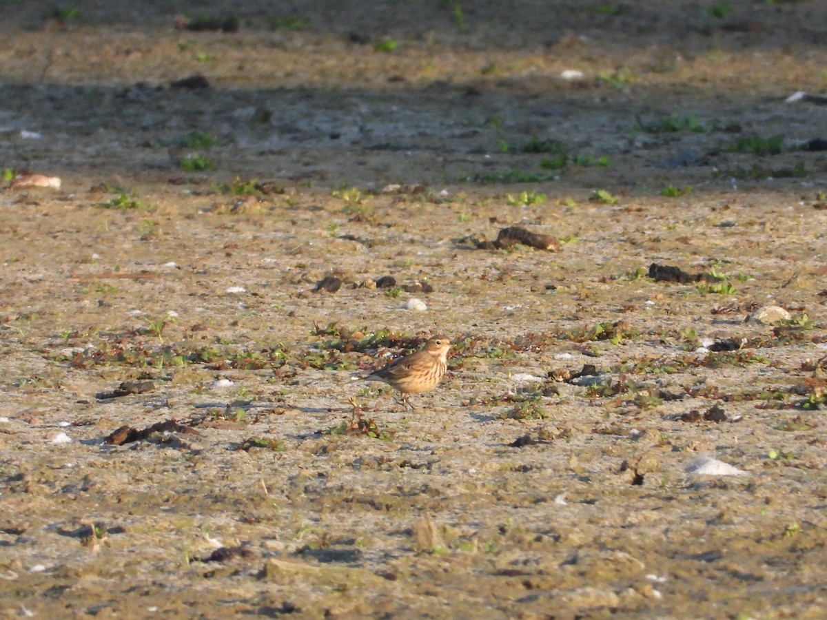 American Pipit - ML646840913