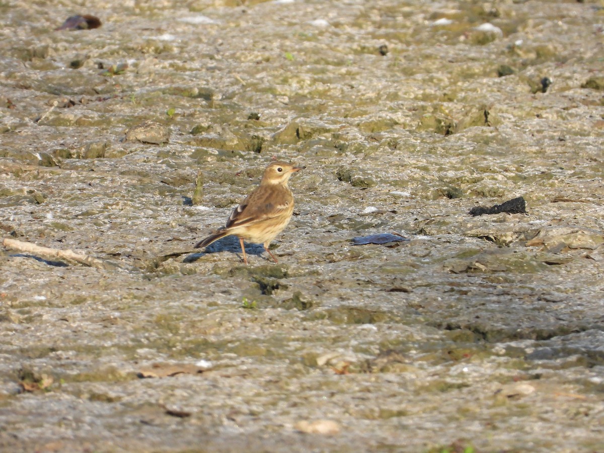 American Pipit - ML646840914