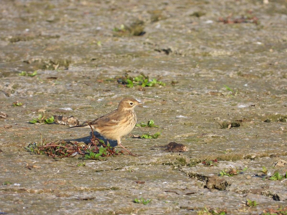 American Pipit - ML646840915