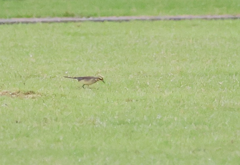 Eastern Yellow Wagtail - ML646840916