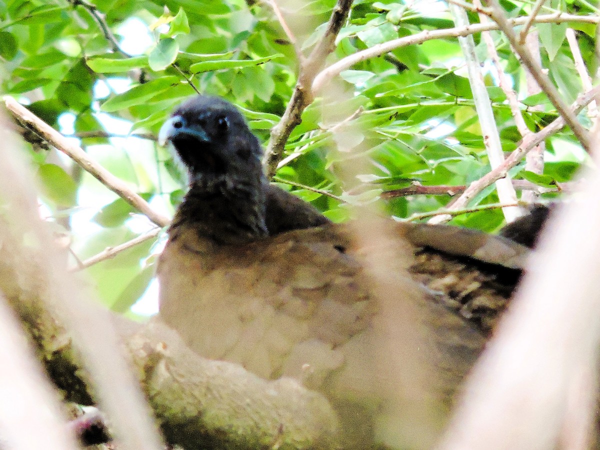 Gray-headed Chachalaca - ML646840917