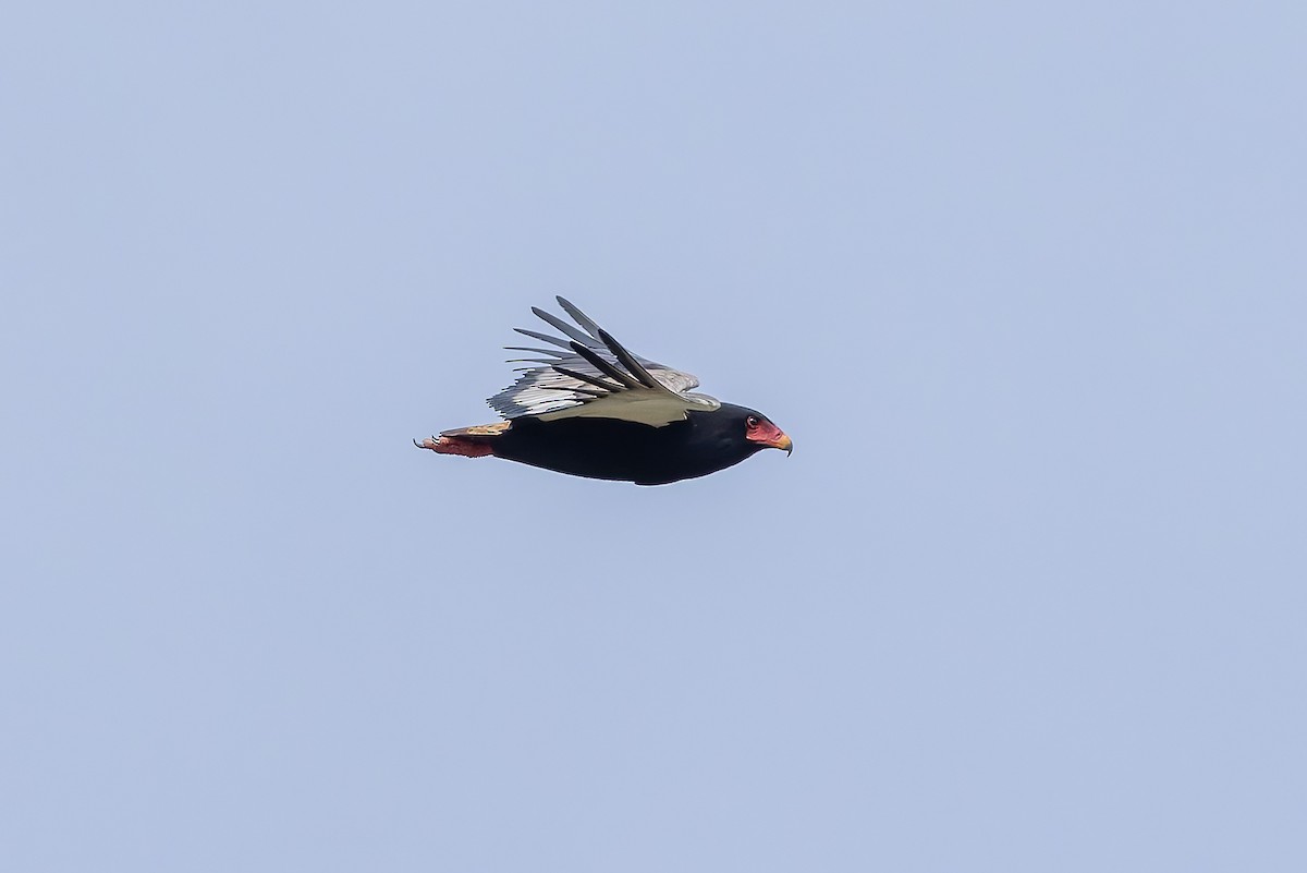 Bateleur - ML646840918