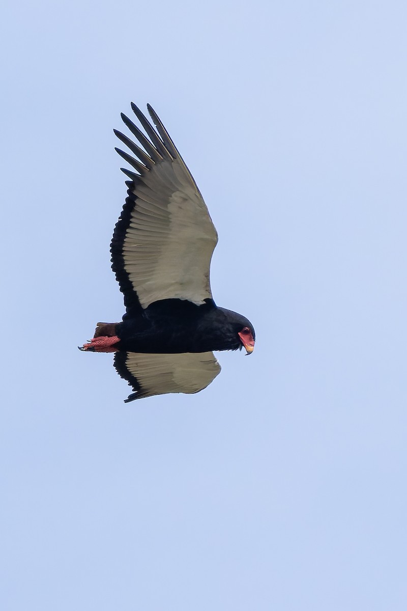 Bateleur - ML646840919