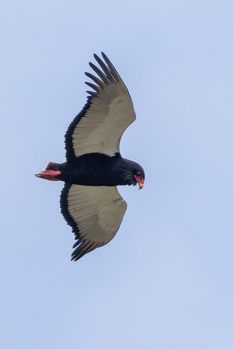 Bateleur - ML646840920