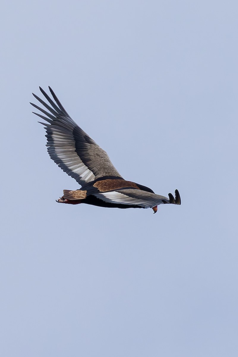 Bateleur - ML646840921