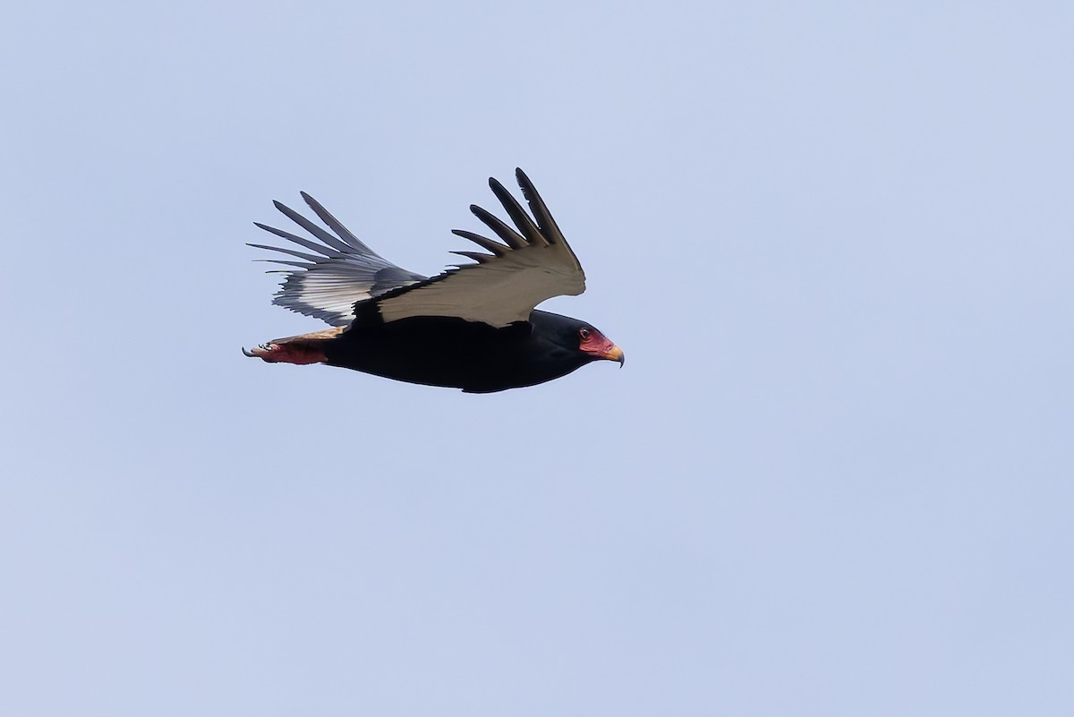 Bateleur - ML646840922