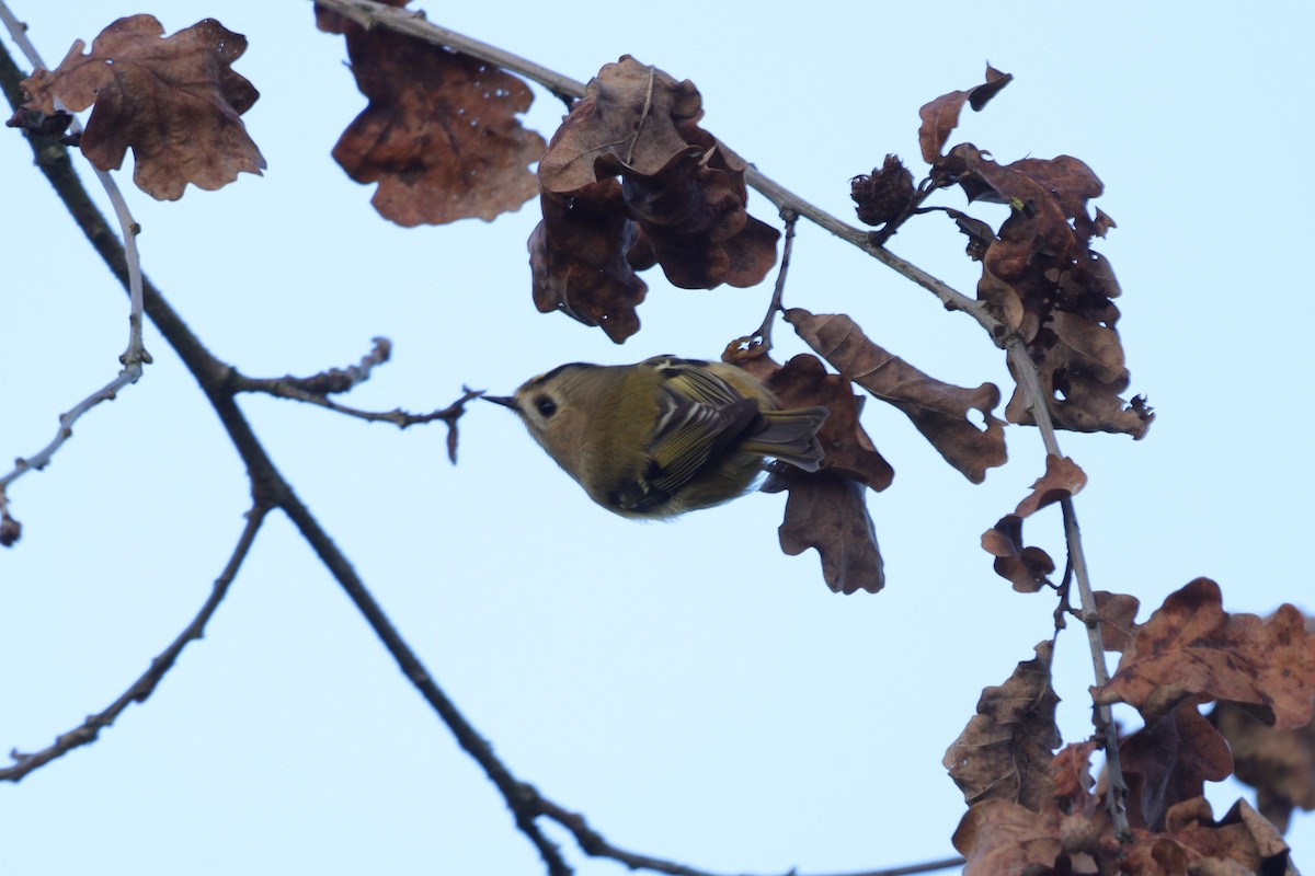 Goldcrest - ML646840923