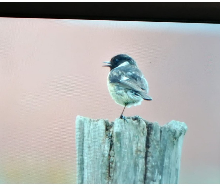 Schwarzkehlchen - ML646840924