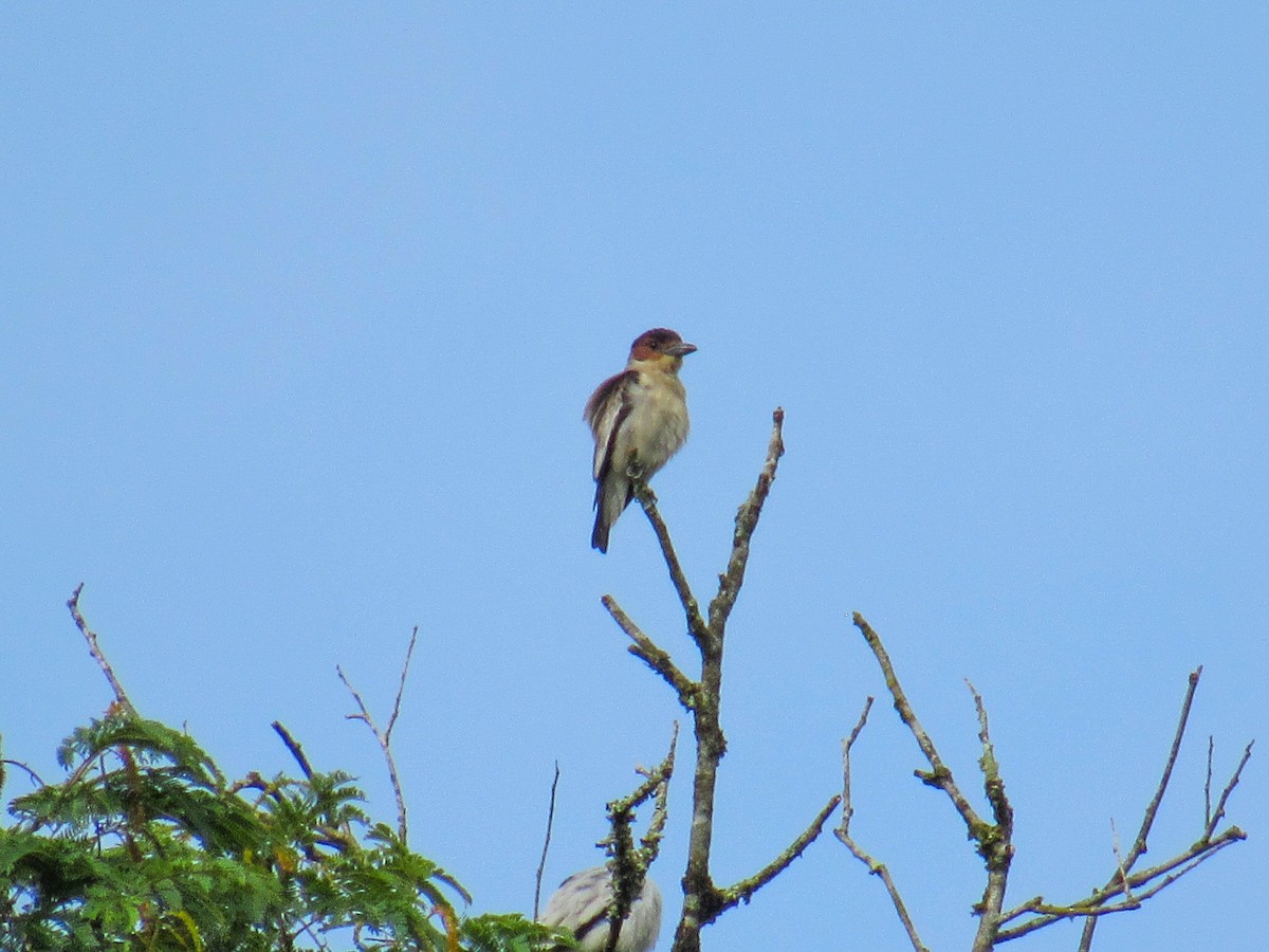 Black-crowned Tityra - ML646840925