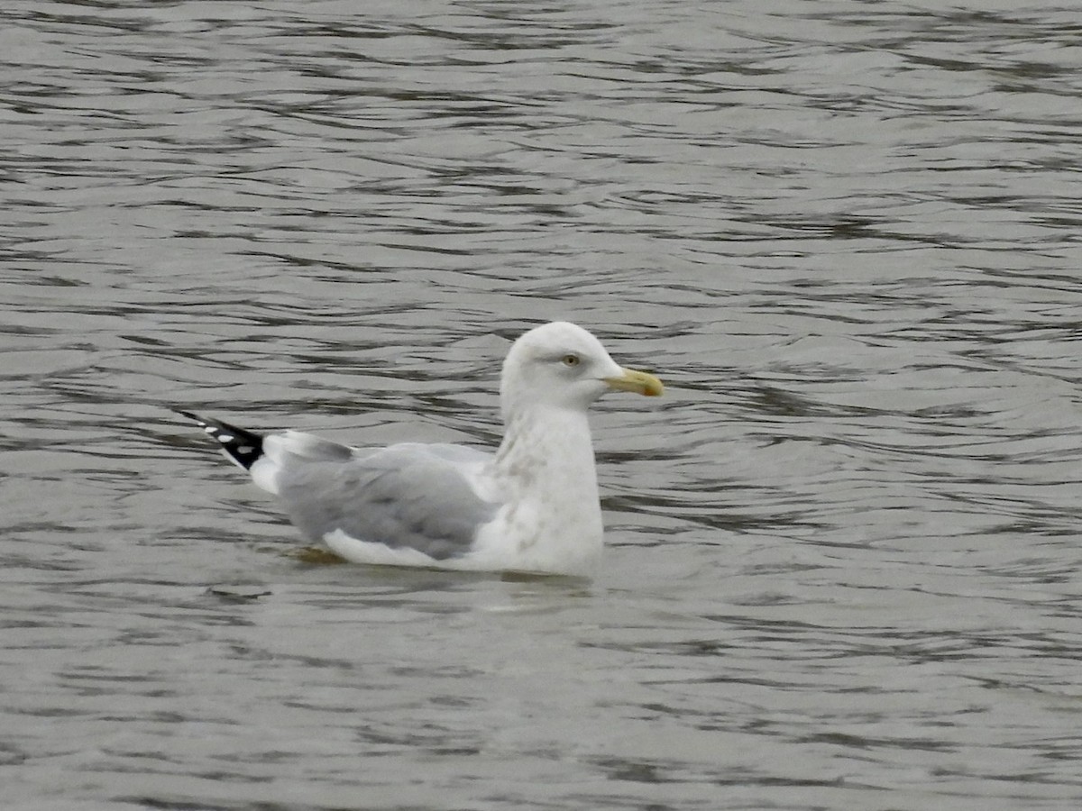 American Herring Gull - ML646840927