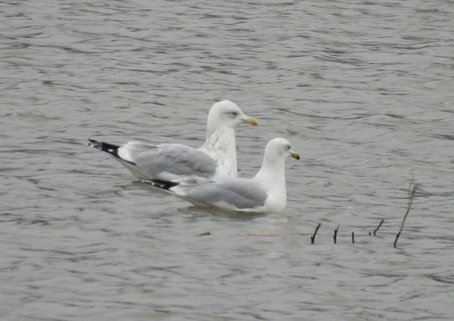 American Herring Gull - ML646840928