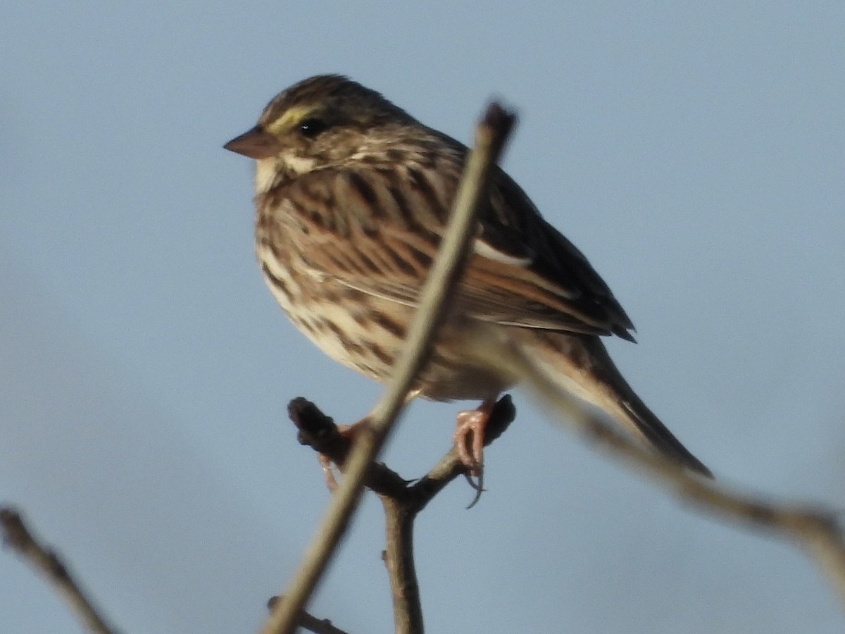 Savannah Sparrow - ML646840929
