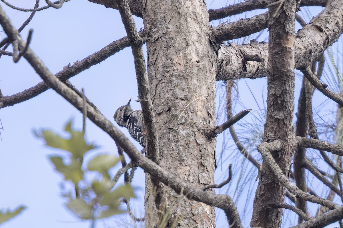 Brown-fronted Woodpecker - ML646840930