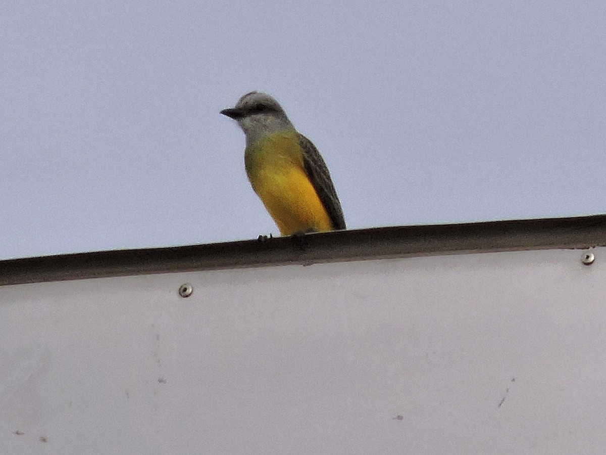 Tropical Kingbird - ML646840931