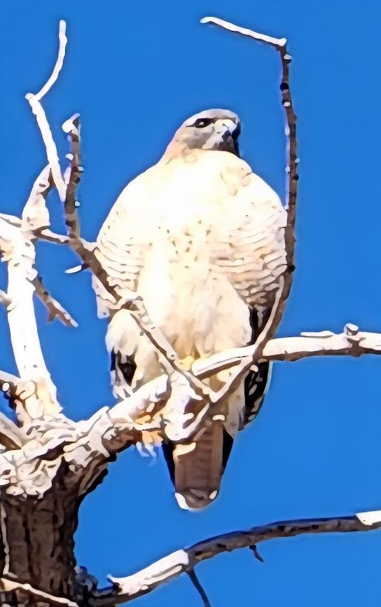 Red-tailed Hawk - ML646840932