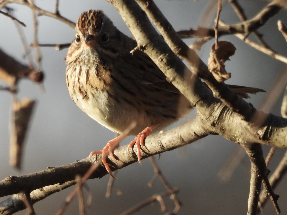 ヒメウタスズメ - ML646840937