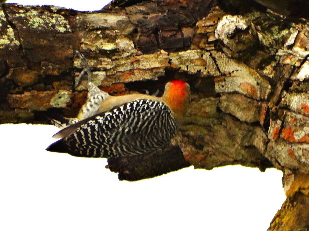 シロビタイシマセゲラ - ML646840941