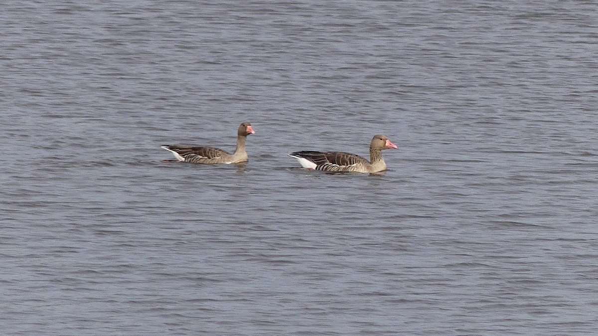 ハイイロガン - ML646840942