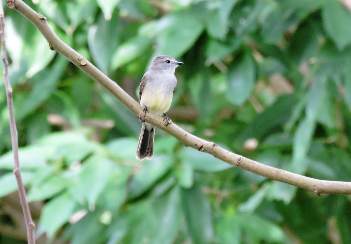 キタヤブハエトリ - ML646840943