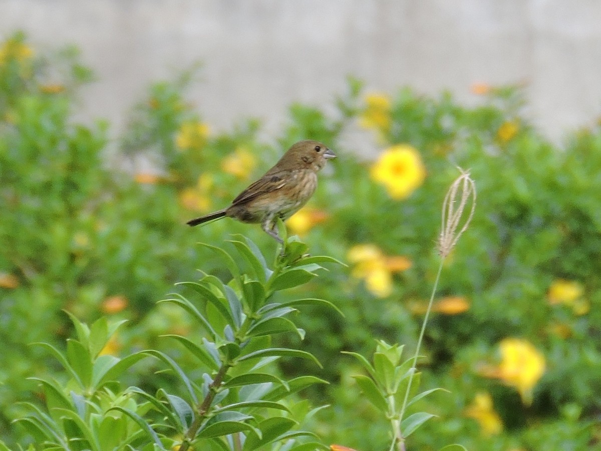 シコンヒワ - ML646840944