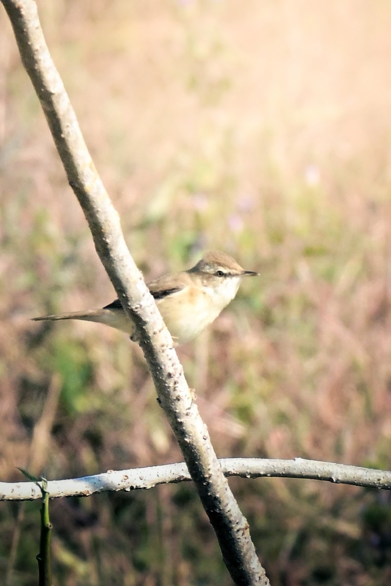 イナダヨシキリ - ML646840945