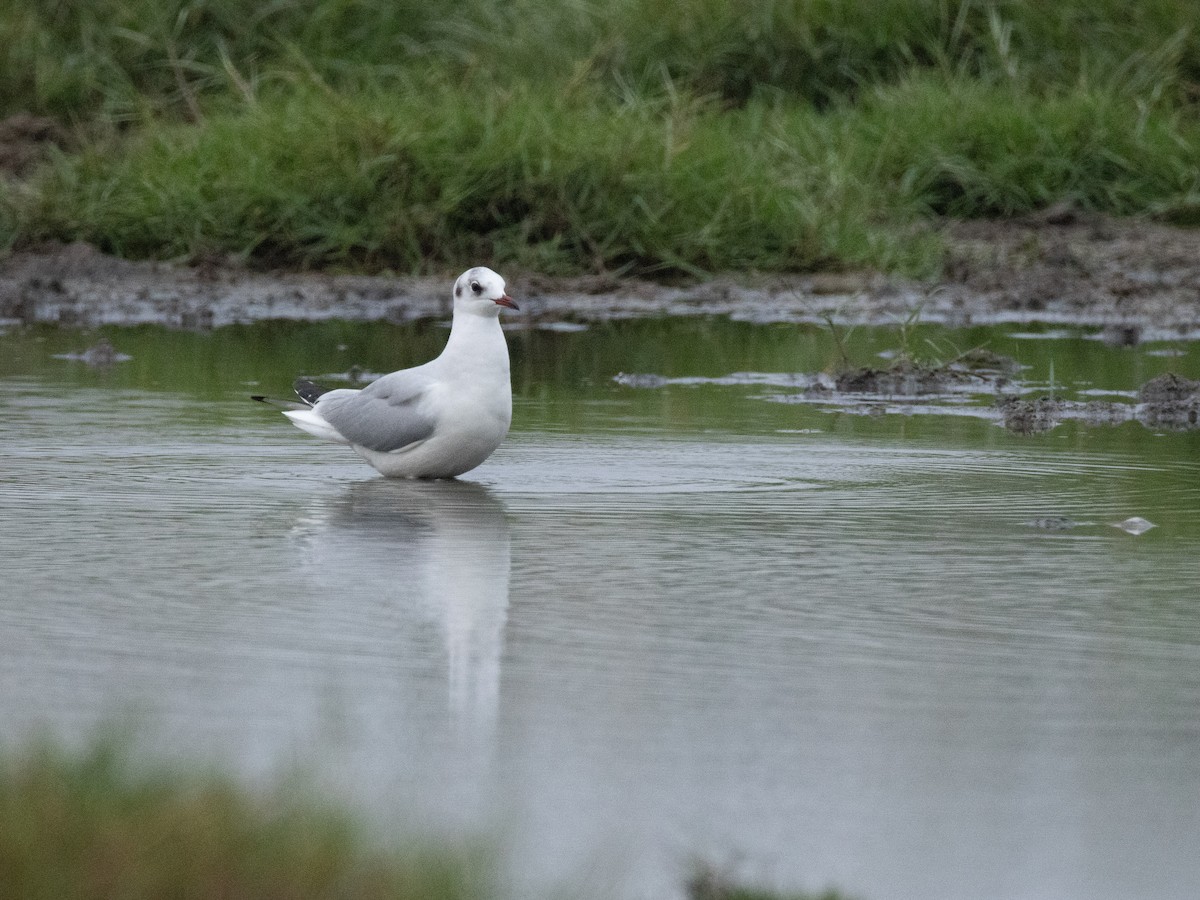 ユリカモメ - ML646840947