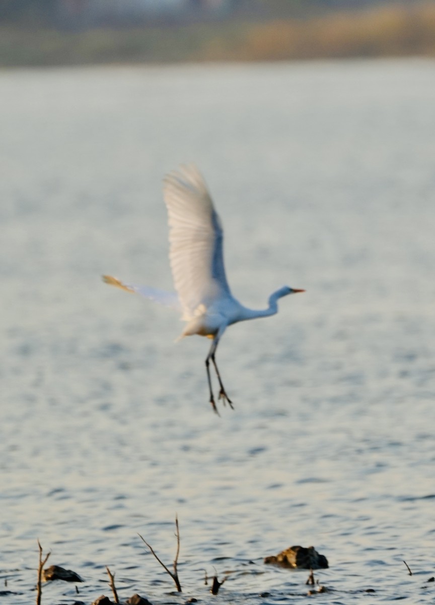 コサギ - ML646840948