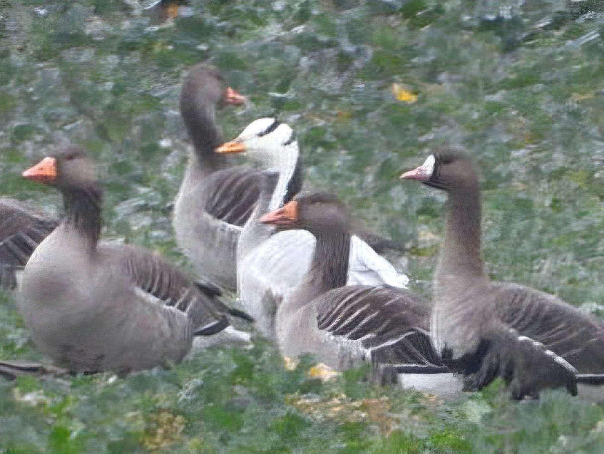 インドガン - ML646840949