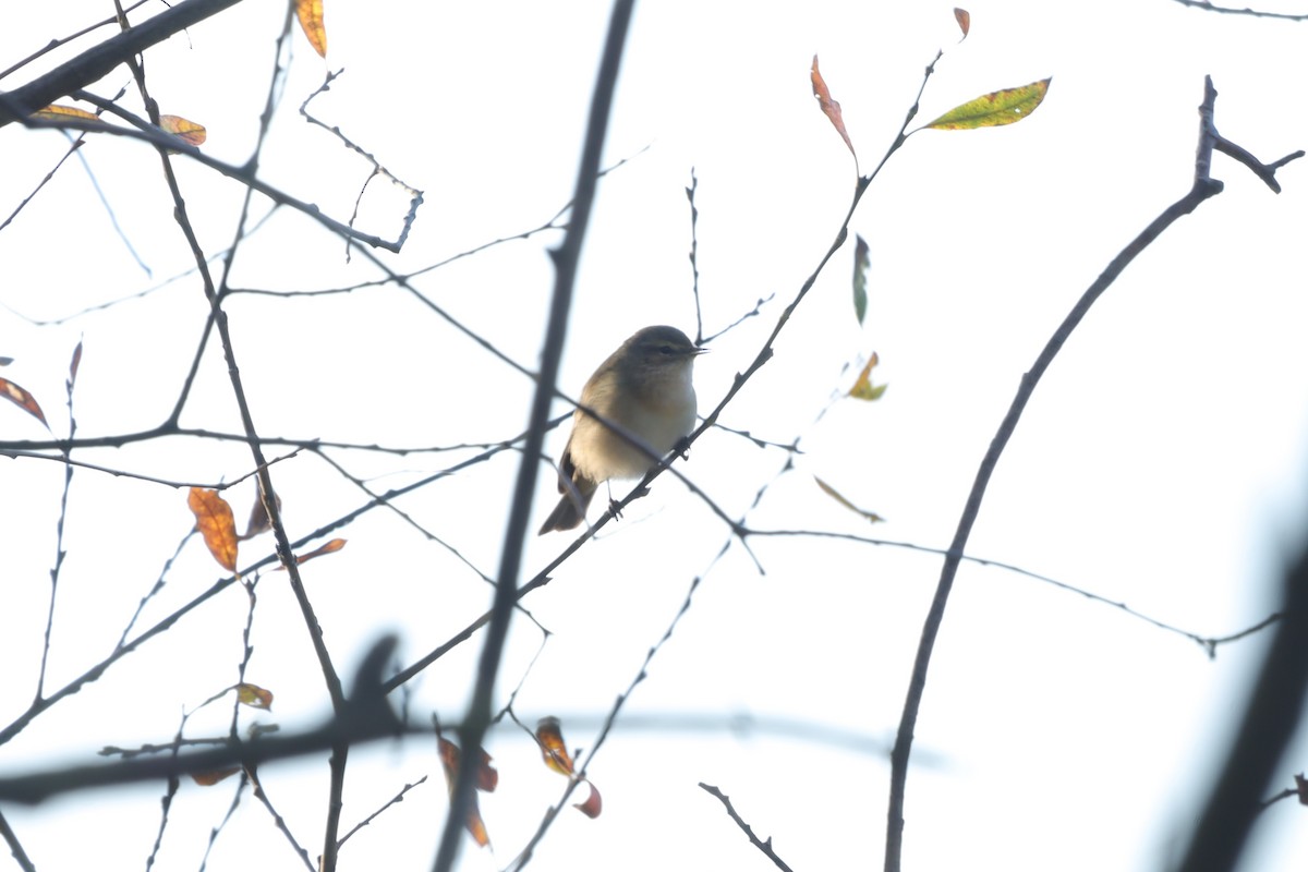 チフチャフ - ML646840950