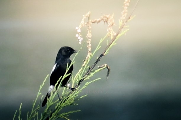 クロノビタキ - ML646840952