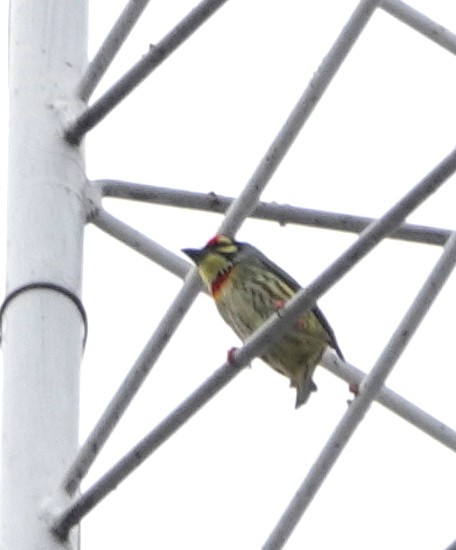 ムネアカゴシキドリ - ML646840953