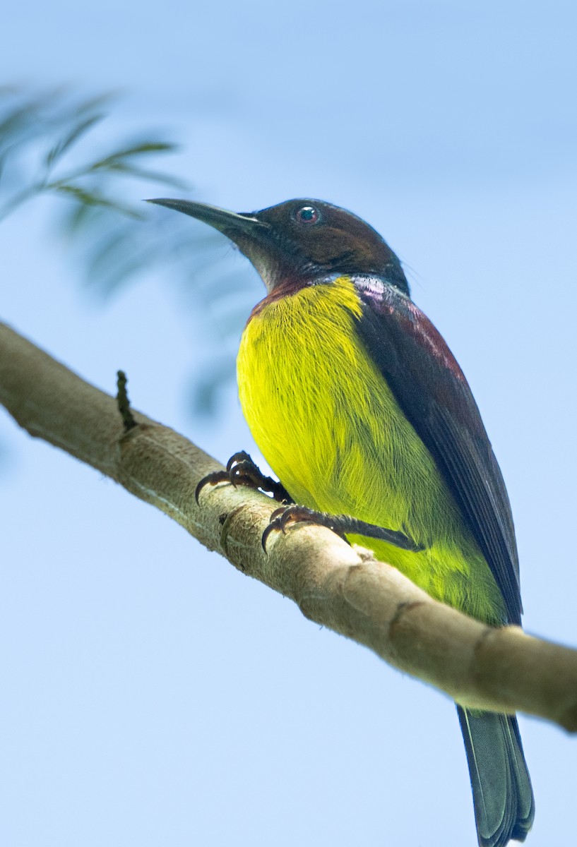 Ornate Sunbird - ML646840955
